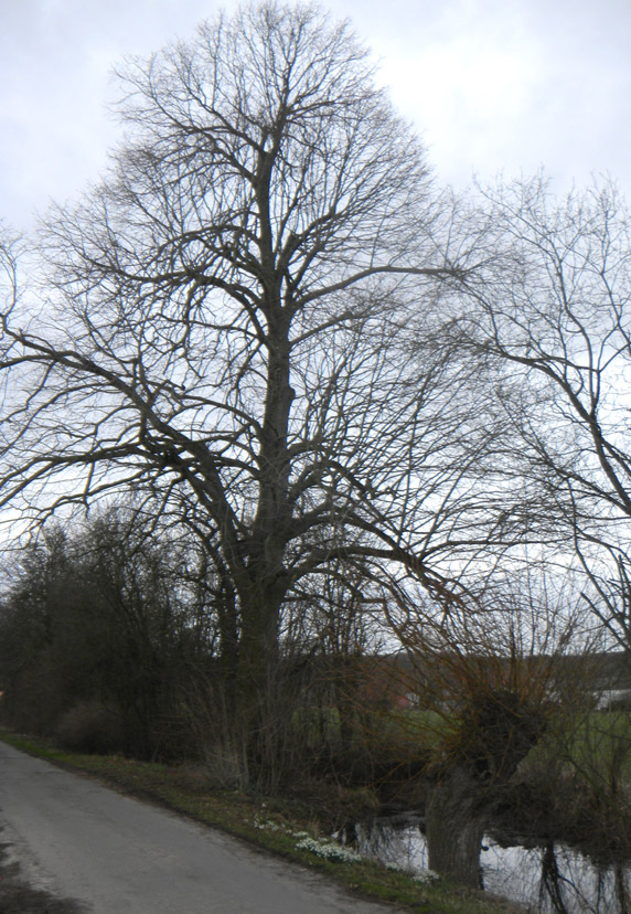 Zeppelinlinde                           
