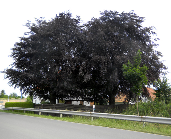Zwei Blutbuchen                         