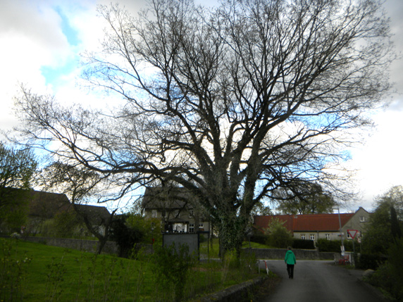 Eiche am Vorlandweg                     