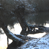 Weiden an der Werre